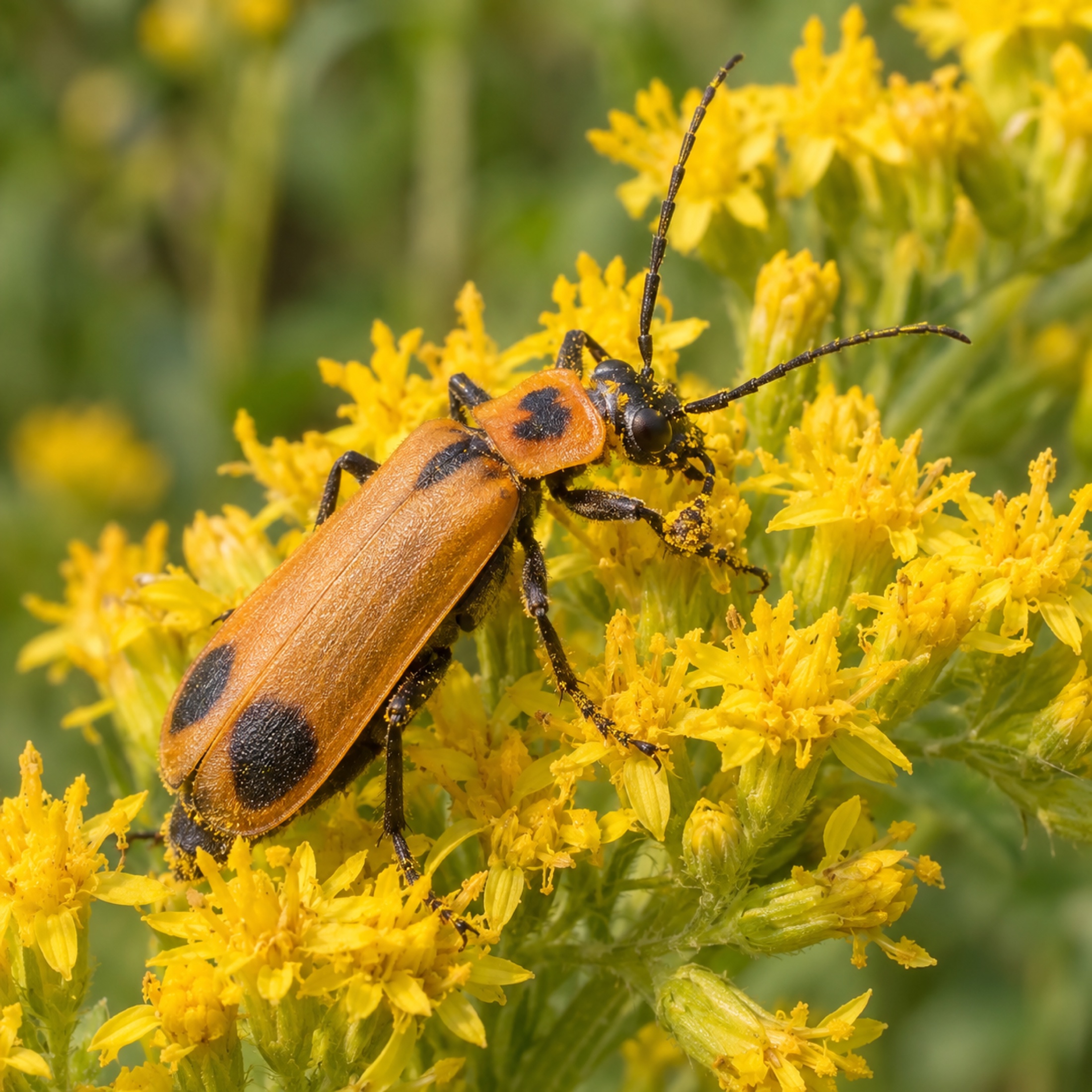 An orange soldier beetle dusted with pollen while visiting goldenrod flowers
